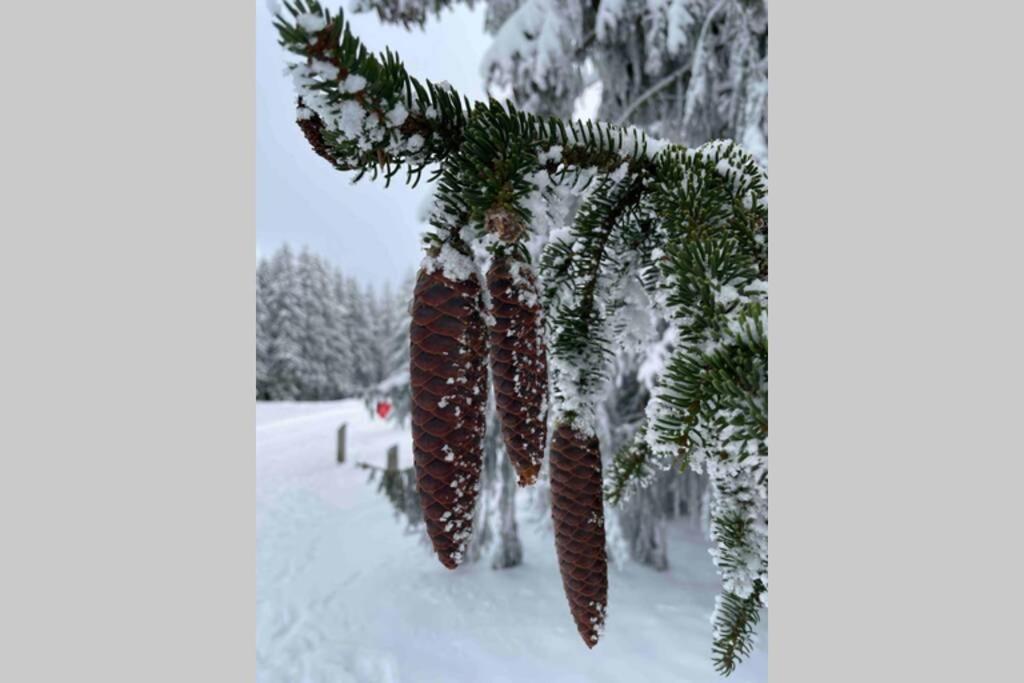 Zeit Fuer Dich Am Bergelchen, Winterberg公寓 外观 照片